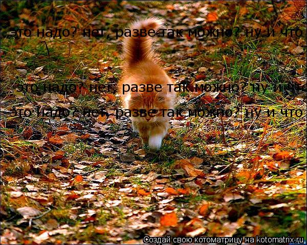 Котоматрица: это надо? нет, разве так можно? ну и что , что я положил хозяйке под подушку мышь! я ж похвастаться хотал! вот-те раз1 нет согрешил, но из дому за