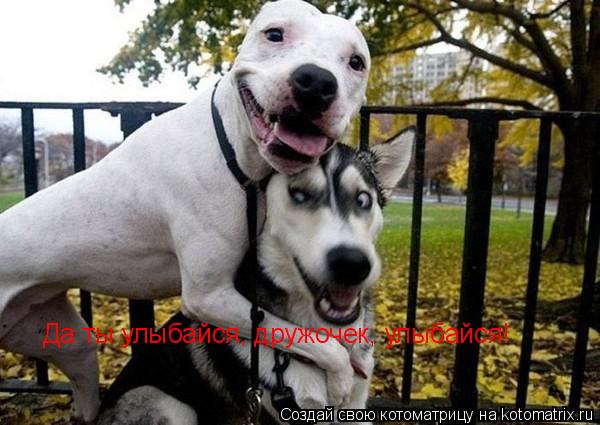 Котоматрица: Да ты улыбайся, дружочек, улыбайся!