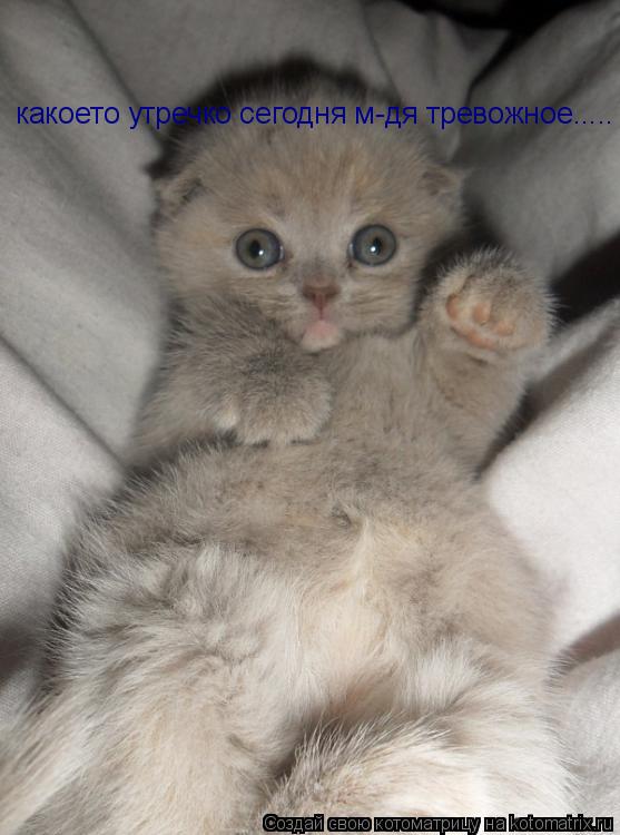 Котоматрица: какоето утречко сегодня м-дя тревожное.....