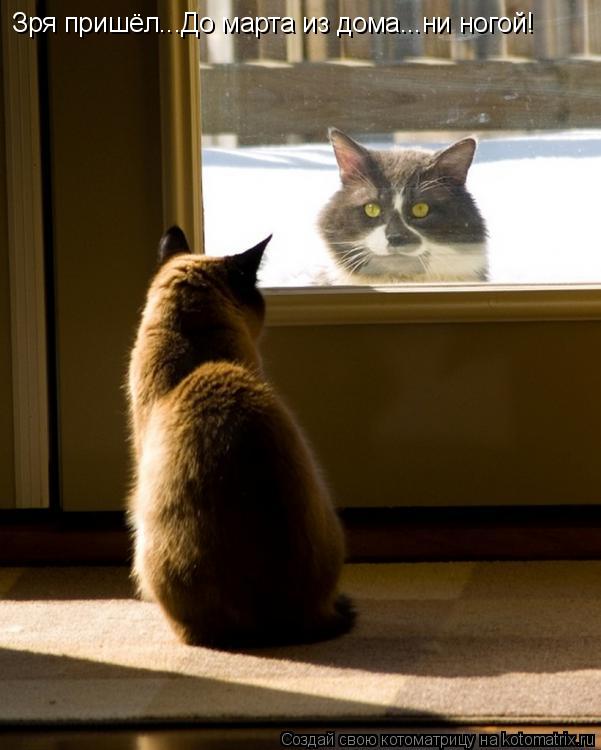 Котоматрица: Зря пришёл...До марта из дома...ни ногой!