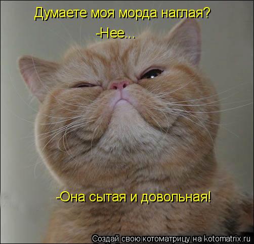 Котоматрица: Думаете моя морда наглая? -Нее... -Она сытая и довольная!