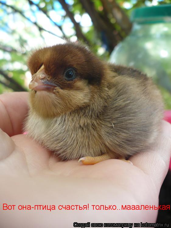 Котоматрица: Вот она-птица счастья! только..маааленькая!