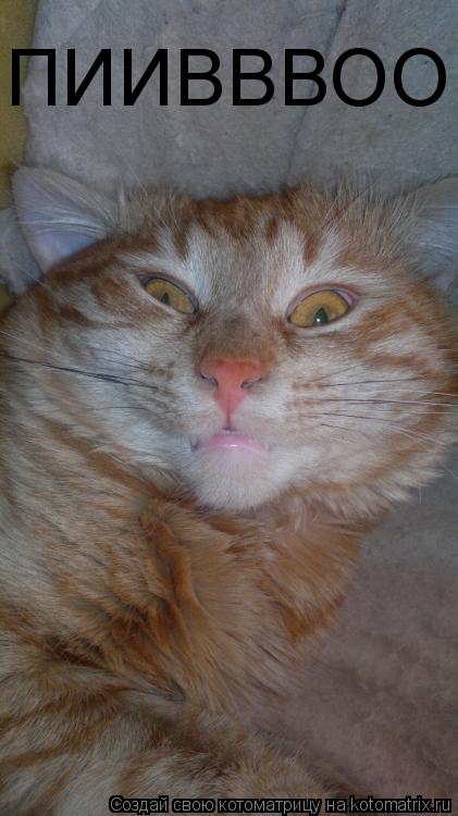 Котоматрица: ПИИВВВОО