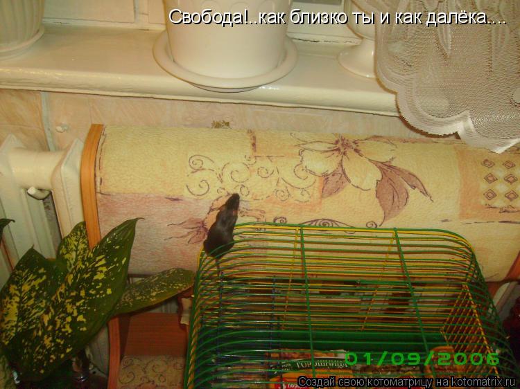 Котоматрица: Свобода!..как близко ты и как далёка....