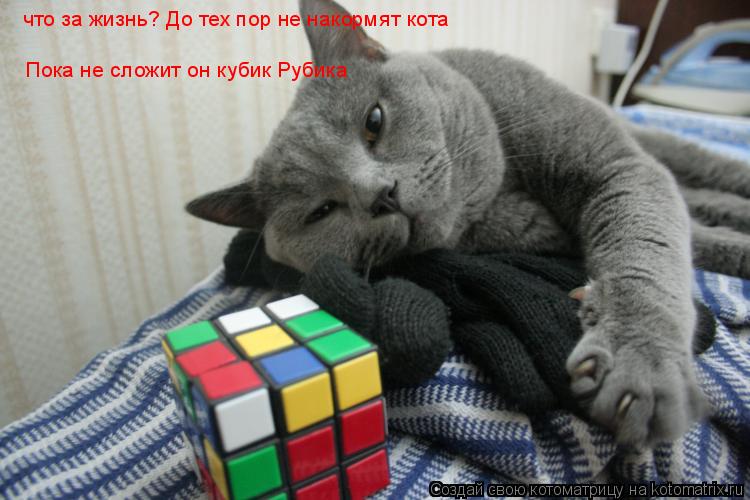 Котоматрица: что за жизнь? До тех пор не накормят кота Пока не сложит он кубик Рубика