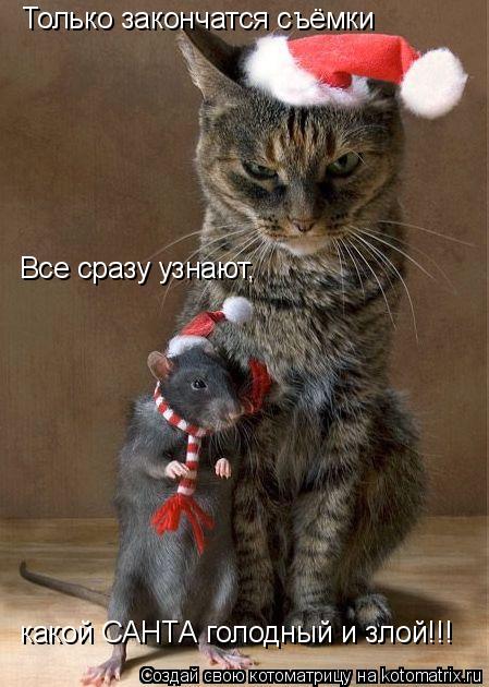 Котоматрица: Только закончатся съёмки Все сразу узнают, какой САНТА голодный и злой!!!