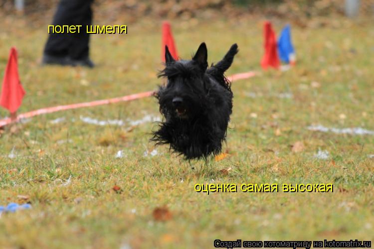 Котоматрица: полет шмеля оценка самая высокая
