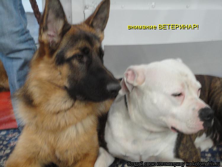 Котоматрица: внимание ВЕТЕРИНАР!