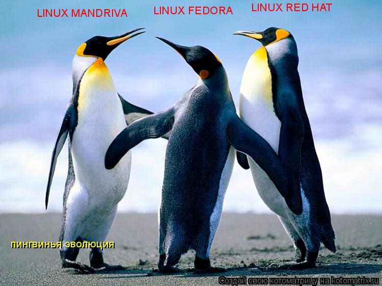 Котоматрица: LINUX MANDRIVA LINUX FEDORA LINUX RED HAT пингвинья эволюция