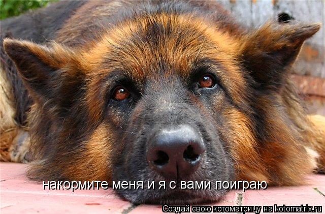 Котоматрица: накормите меня и я с вами поиграю