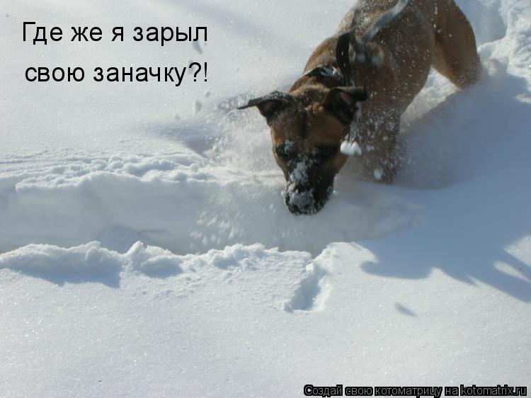 Котоматрица: Где же я зарыл свою заначку?!