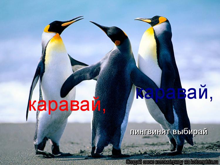 Котоматрица: каравай, каравай, пингвинят выбирай