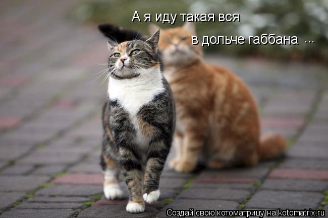 Котоматрица: А я иду такая вся  в дольче габбана ...