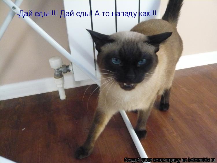 Котоматрица: -Дай еды!!!! Дай еды! А то нападу как!!!