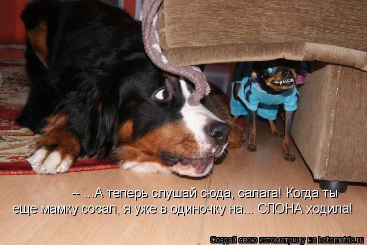 -- ...А теперь слушай сюда, салага! Когда ты еще мамку сосал, я уже в одиночку на... СЛОНА ходила!... Котоматрица: -- ...А теперь слушай сюда, салага! Когда ты еще мамку сосал, я уже в одиночку на... СЛОНА ходила!