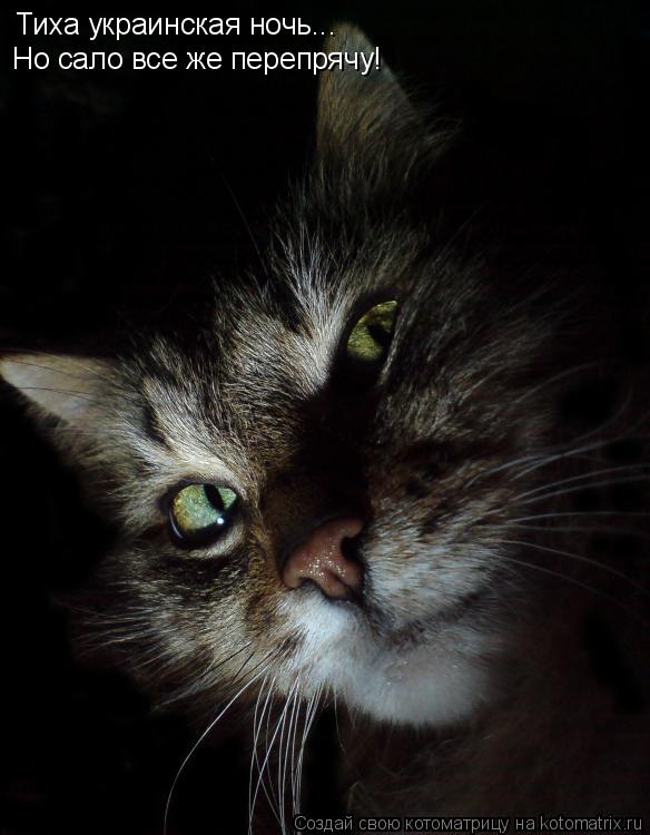 Котоматрица: Тиха украинская ночь... Но сало все же перепрячу!