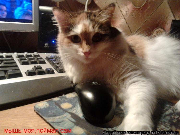 Котоматрица: мышь моя,поймал сам
