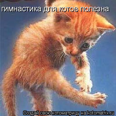 Котоматрица: гимнастика для котов полезна