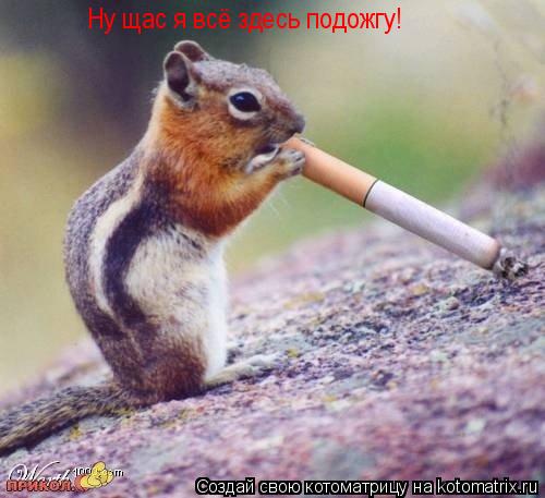 Котоматрица: Ну щас я всё здесь подожгу!