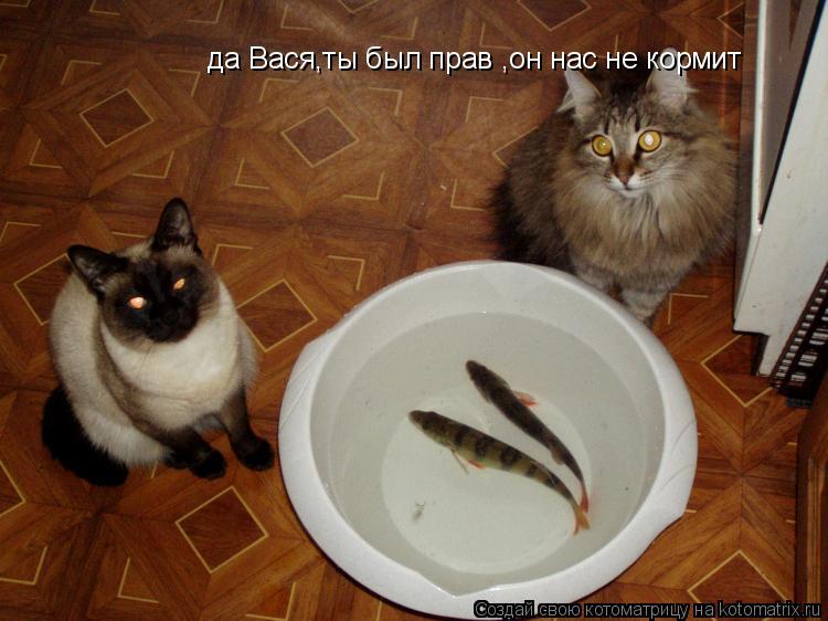 Котоматрица: да Вася,ты был прав ,он нас не кормит