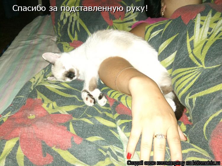 Котоматрица: Спасибо за подставленную руку!