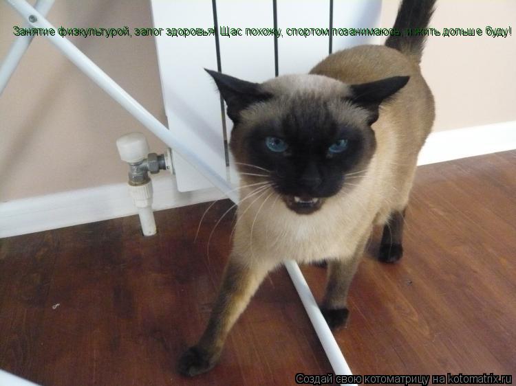 Котоматрица: Занятие физкультурой, залог здоровья! Щас похожу, спортом позанимаюсь, и жить дольше буду!