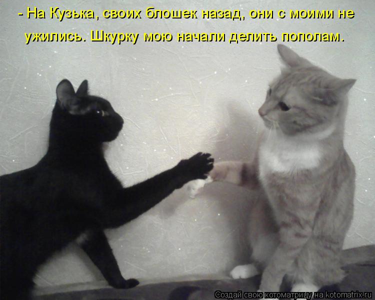 Котоматрица: - На Кузька, своих блошек назад, они с моими не ужились. Шкурку мою начали делить пополам.
