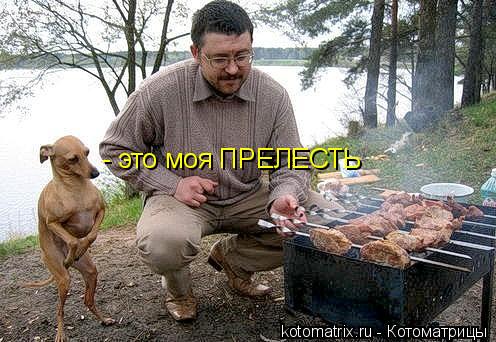 Котоматрица: - это моя ПРЕЛЕСТЬ