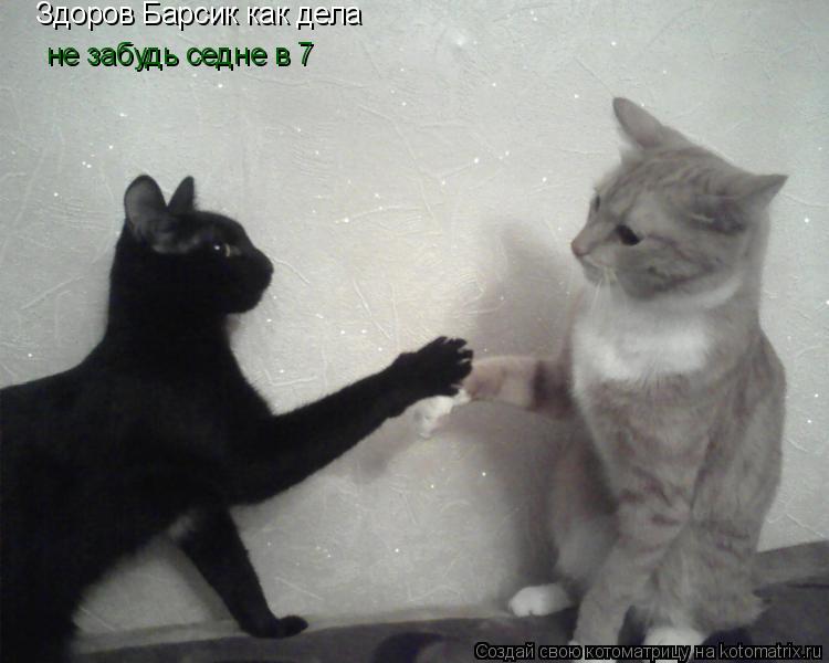 Котоматрица: Здоров Барсик как дела не забудь седне в 7 не забудь седне в 7