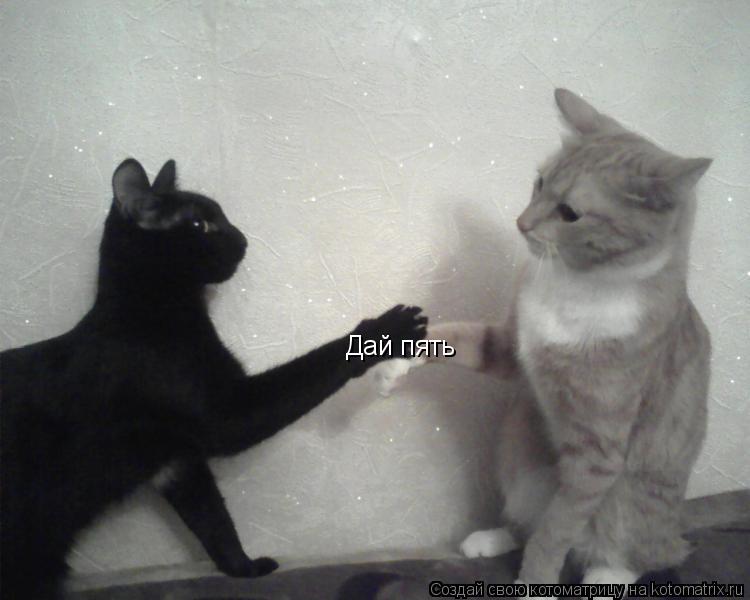 Котоматрица: Дай пять