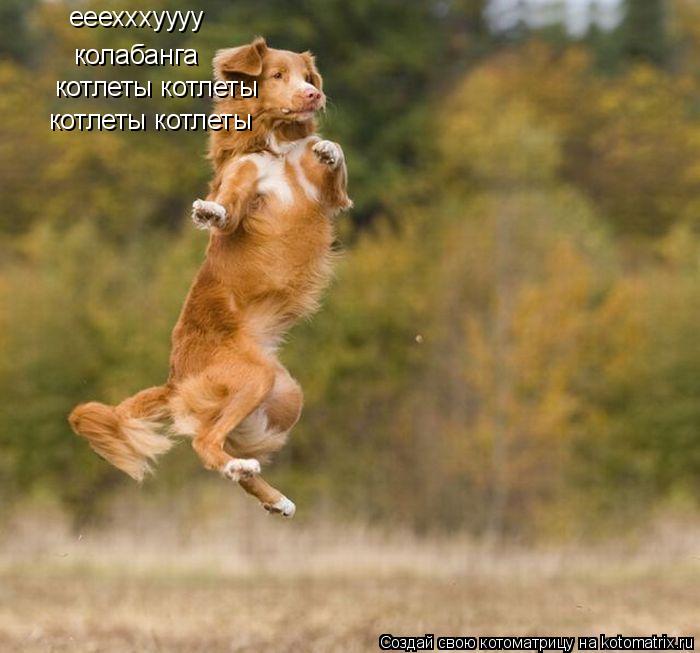 Котоматрица: ееехххуууу колабанга колабанга котлеты котлеты котлеты котлеты
