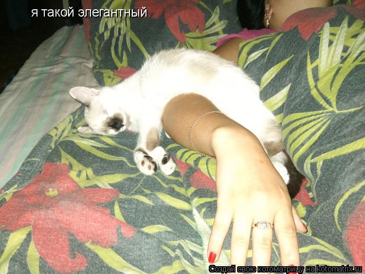 Котоматрица: я такой элегантный