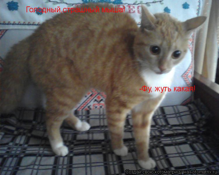 Котоматрица: Голодный,страшный мыша! -Фу, жуть какая!