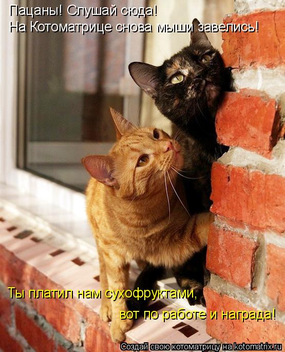 Котоматрица: Пацаны! Слушай сюда! На Котоматрице снова мыши завелись! Ты платил нам сухофруктами, вот по работе и награда!
