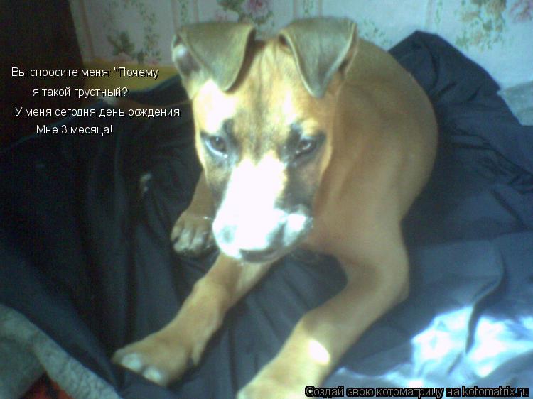 Котоматрица: Вы спросите меня: "Почему я такой грустный? У меня сегодня день рождения Мне 3 месяца!