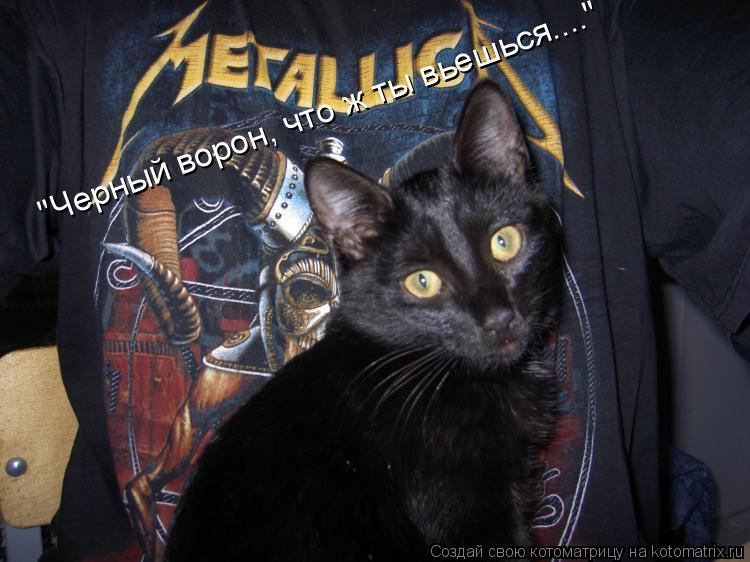 Котоматрица: "Черный ворон, что ж ты вьешься...."