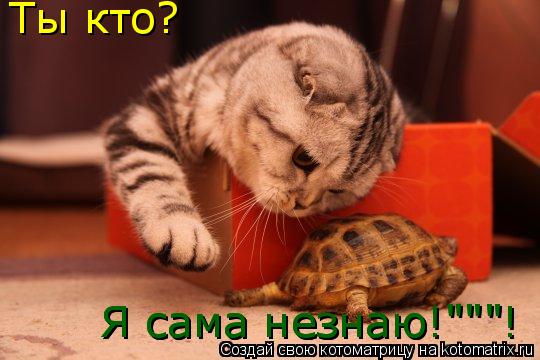 Котоматрица: Ты кто? Я сама незнаю!"""! Я сама незнаю!"""!