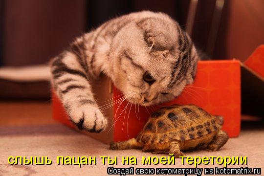 Котоматрица: слышь пацан ты на моей теретории