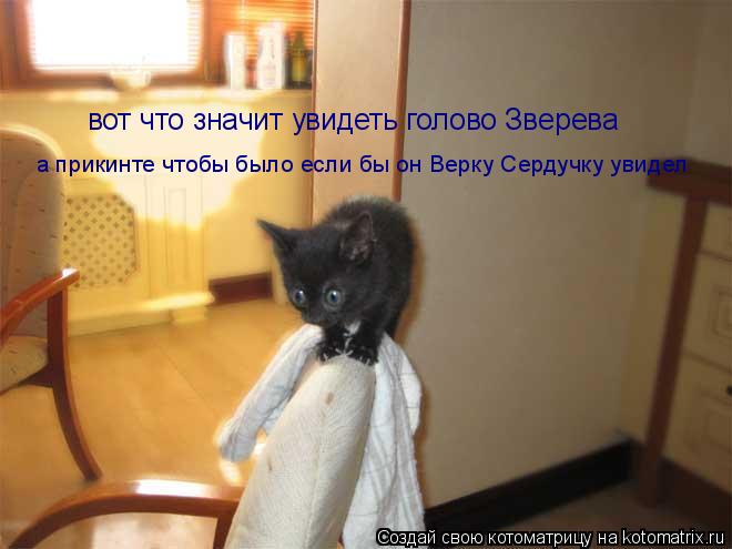 Котоматрица: вот что значит увидеть голово Зверева а прикинте чтобы было если бы он Верку Сердучку увидел