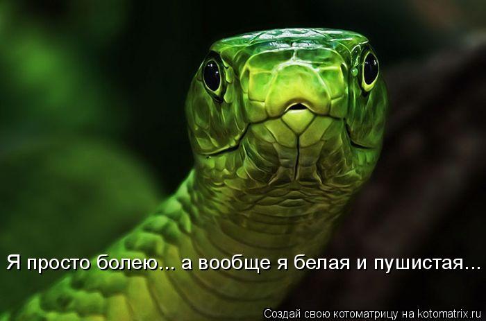 Котоматрица: Я просто болею... а вообще я белая и пушистая...