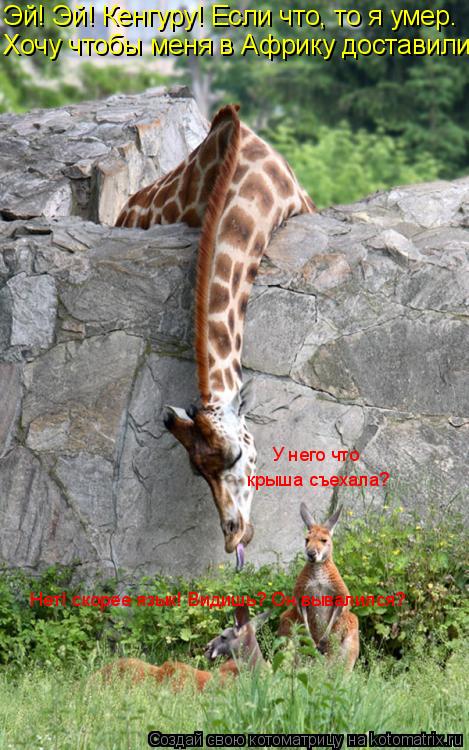 Котоматрица: Эй! Эй! Кенгуру! Если что, то я умер.  Хочу чтобы меня в Африку доставили У него что крыша съехала? Нет! скорее язык! Видишь? Он вывалился?