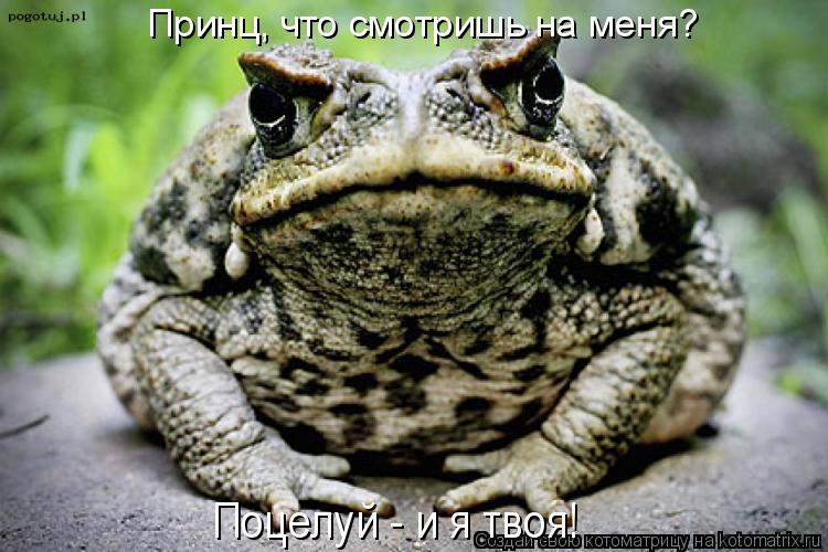 Котоматрица: Принц, что смотришь на меня? Поцелуй - и я твоя!