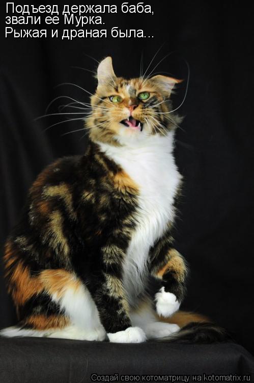Котоматрица: Подъезд держала баба, звали ее Мурка. Рыжая и драная была...