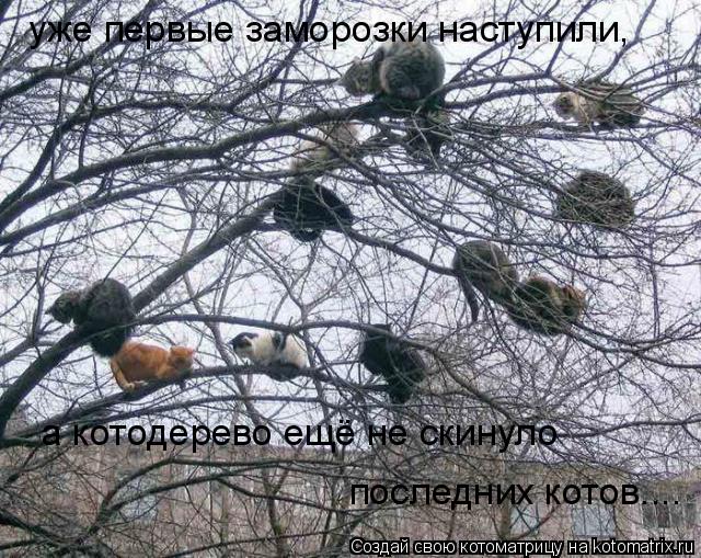 Котоматрица: уже первые заморозки наступили, а котодерево ещё не скинуло  последних котов....