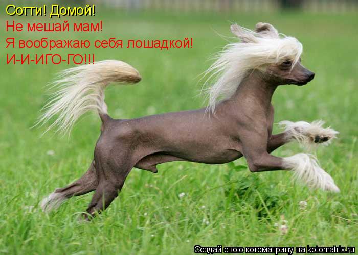 Котоматрица: Сотти! Домой! Не мешай мам!  Я воображаю себя лошадкой! И-И-ИГО-ГО!!!