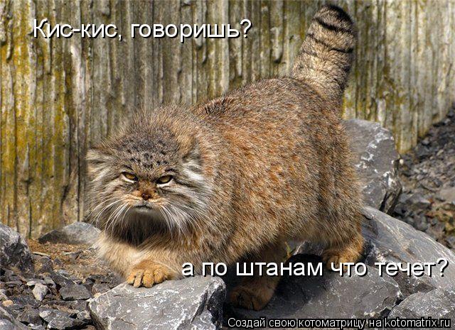 Котоматрица: Кис-кис, говоришь? а по штанам что течет?