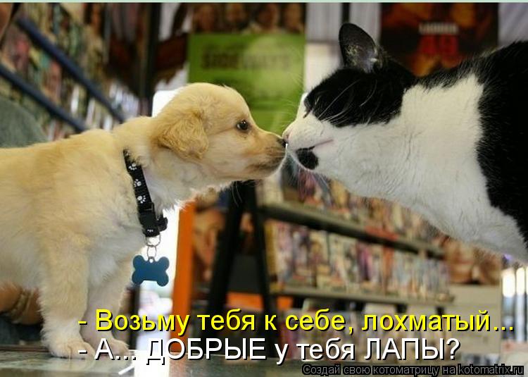 Котоматрица: - Возьму тебя к себе, лохматый... - А... ДОБРЫЕ у тебя ЛАПЫ?