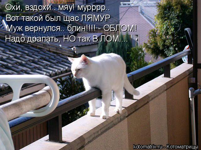 Котоматрица: Охи, вздохи.. мяу! мурррр.. Вот такой был щас ЛЯМУР Муж вернулся.. блин!!!! - ОБЛОМ! Надо драпать, НО так В ЛОМ....