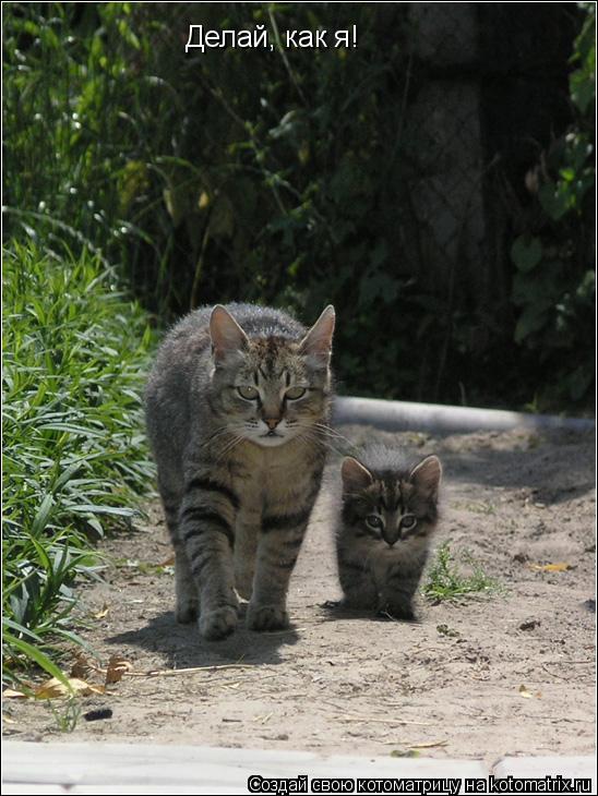 Котоматрица: Делай, как я!