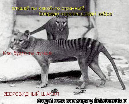 Котоматрица: слушай ты какой-то странный Как будто ты лучше! Спереди котопес с зади зебра! ЗЕБРОВИДНЫЙ ШАКАЛ